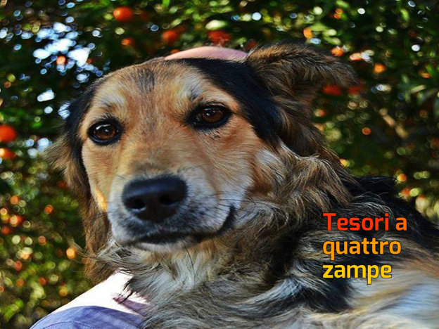 cane_tonio_imma_mirto