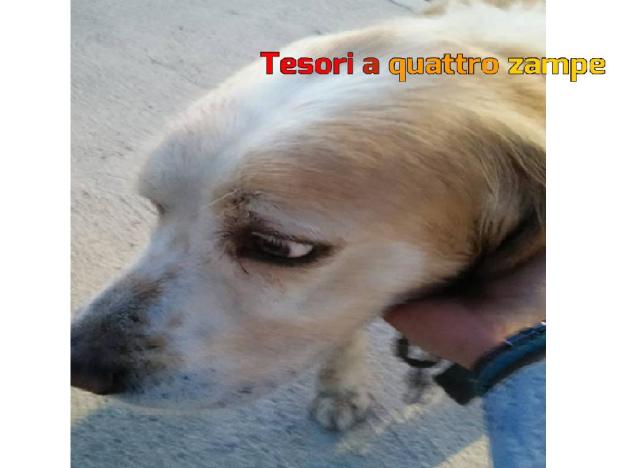 cane_via_ricci_rieti_todis_luca_de_angelis