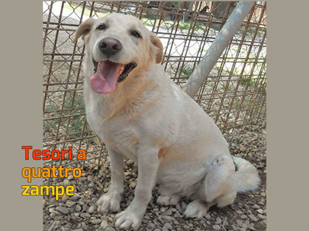 cane_zip_canile_di_lanuvio_eleonora_piras