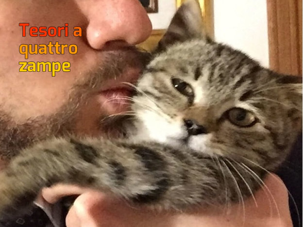 gatto_farsso_sabino_mtr