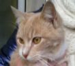gatto_mango_