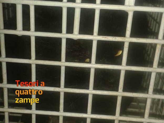 gatto_mtr