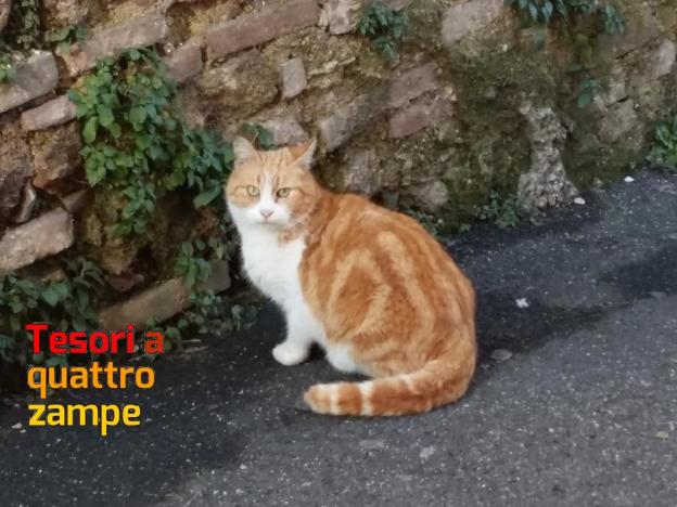 buono_gatto_2