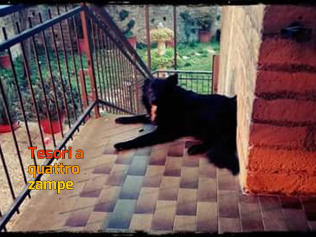 cane_happy_adottato_adf2
