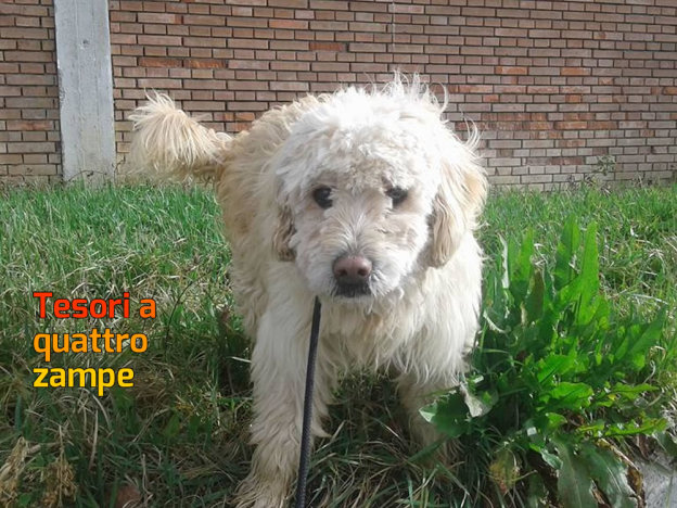 cane_bianco_canile_sanitario_adf