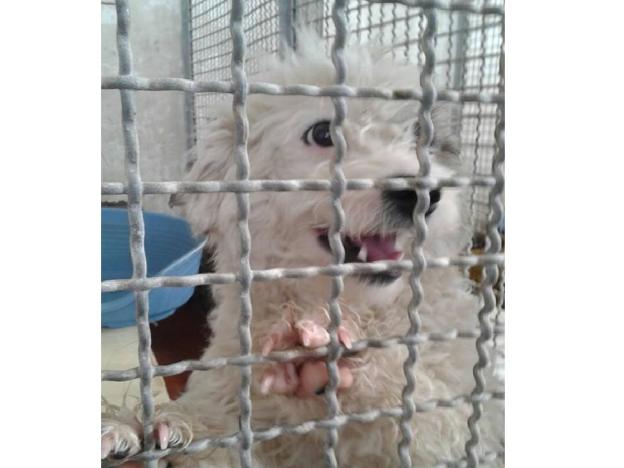 cane_bianco_sanitario_adf