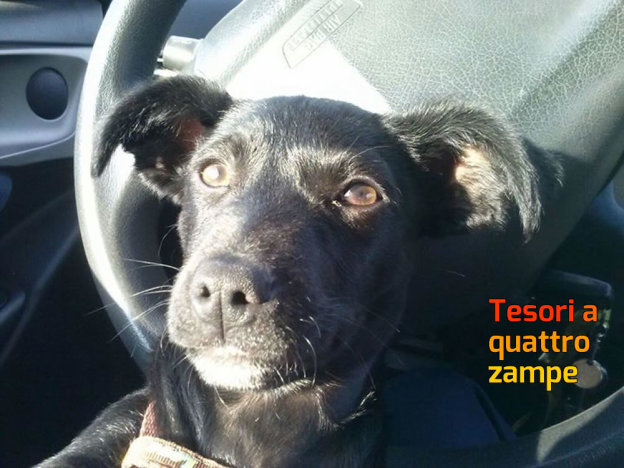 cane_black_adottato_rieti_raffy2