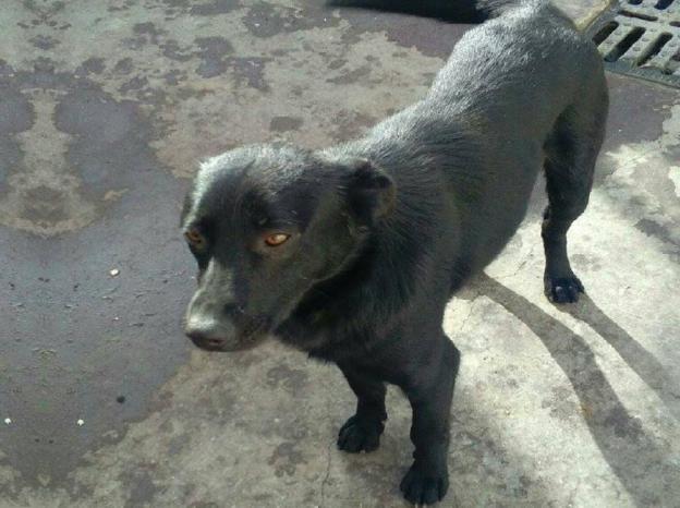 cane_brunetto_paola_pepe
