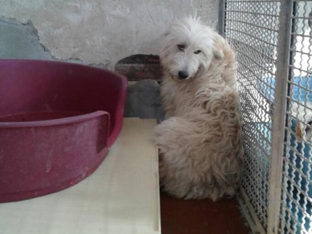 cane_cagnolona_vazia_adf