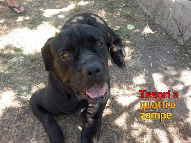 cane_cagnolone_ettore_p&f