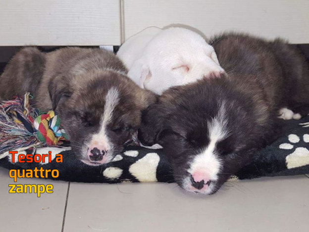 cane_cani_cuccioli_fiano_romano_p&f