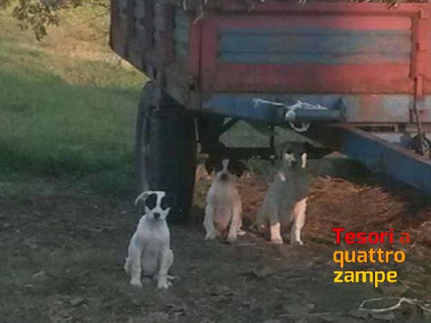 cane_cani_salerno_adozione_paola_pepe2