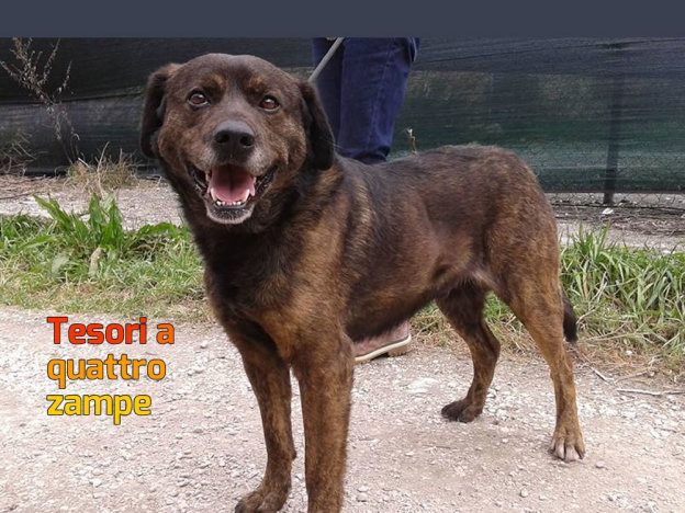 cane_canile_sanitario_rieti_adf
