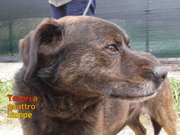cane_canile_sanitario_rieti_adf4