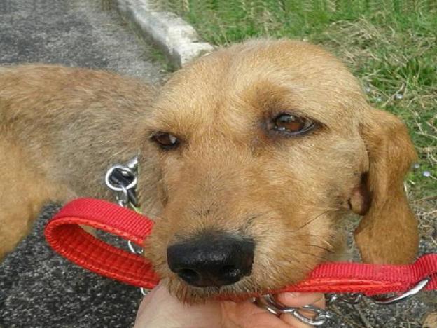 cane_clara_collo_segato_sanitario_adf_adottata