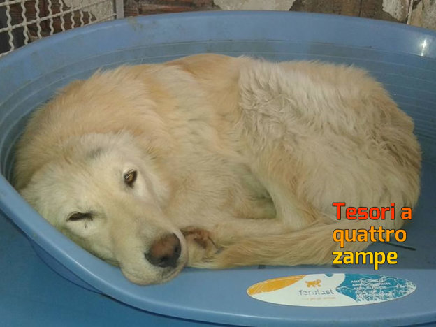 cane_colle_aluffi_canile_sanitario_adf