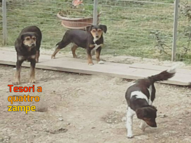 cane_cucciole_poggio_mirteto_p&f