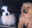 cane_cuccioli_red_e_toby_p&f