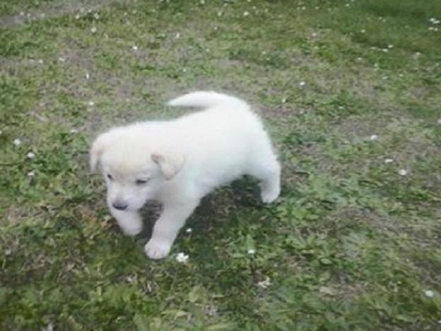 cane_cucciolo_tarano_p&f