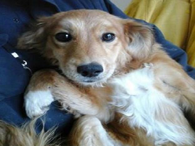 cane_dolly_antonietta_palazzolo_raffy