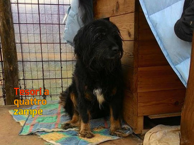 cane_dora_rifugio_adf