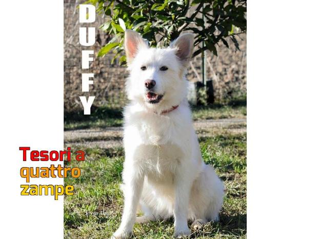 cane_duffy_laura_berardi