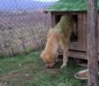 cane_femmina_bella_e_signorile_rifugio_adf_