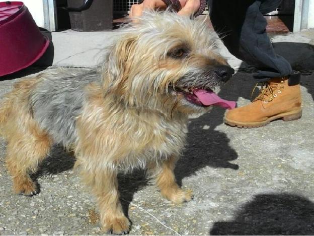 cane_femmina_yorkshire_sanitario_adf2