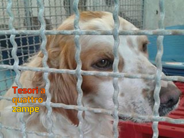 cane_fiano_romano_adf