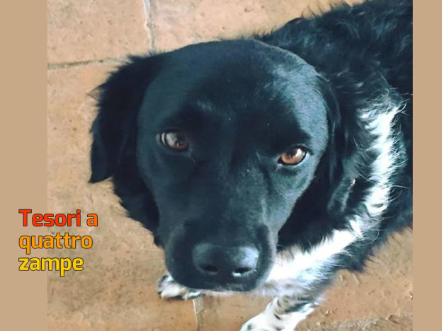 cane_flora_roccantica_pf