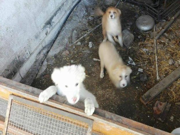 cane_foto_cani_gias