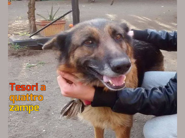 cane_hera_imma_mirto