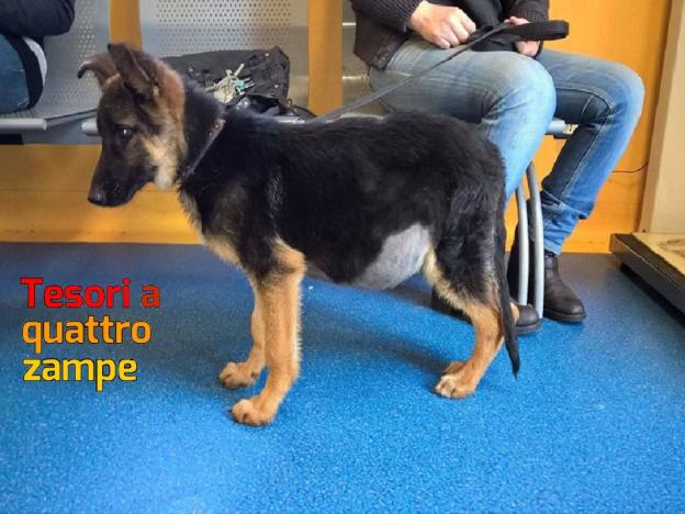 cane_ice_paride_martorana_raffy