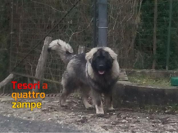 cane_kurt_smarrito_santelia_poggiofidoni_manuela_maggi_claudio_favetta