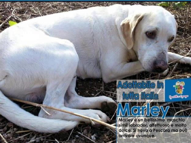 cane_labrador_sonia_marini