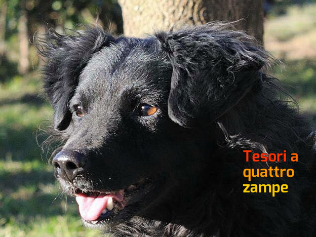 cane_lady_laura _berardi