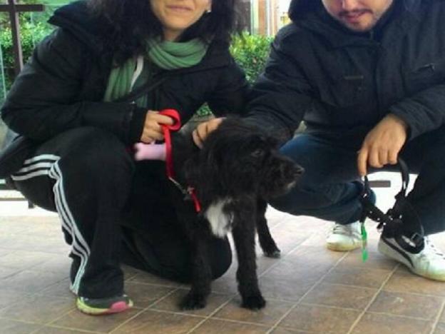 cane_louise_lulu_sanitario_adottata_adf