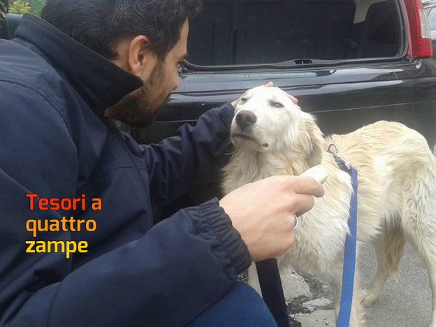 cane_maremmano_sanitario_adottato_adf