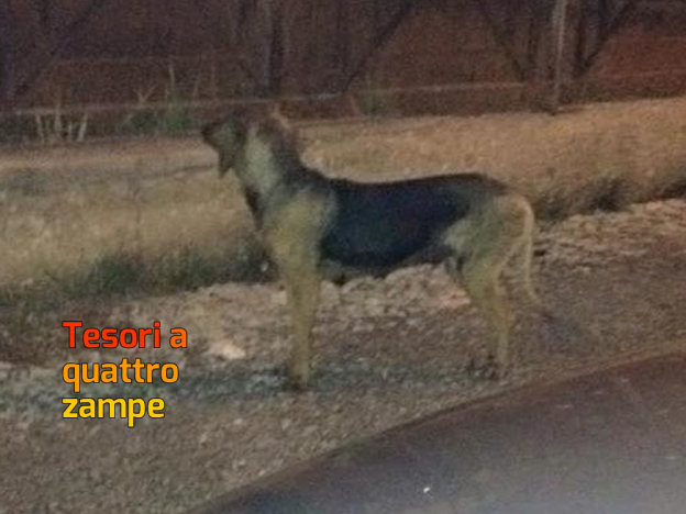 cane_meticcio_campoloniano_noemi_pinardi
