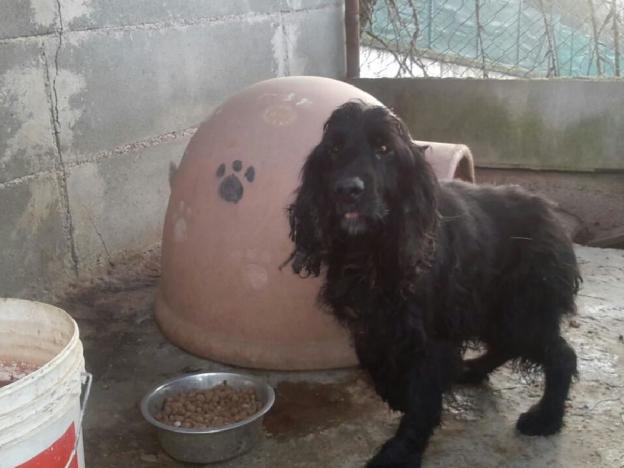 cane_montopoli_raffy_scuola