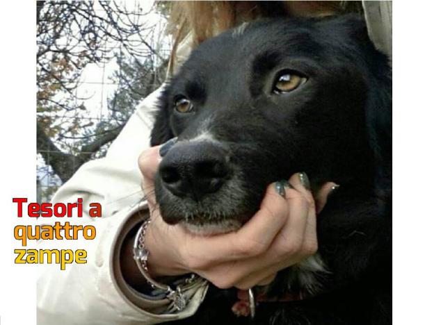 cane_nero_3_p&f