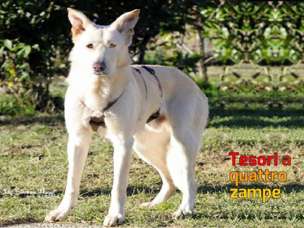 cane_orso_anima_metticcia_onlus_laura_berardi