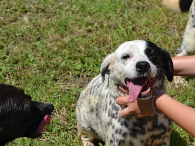 cane_pepita_alessandra_pic