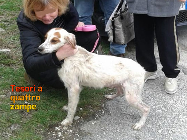 cane_perla_adottata_adf