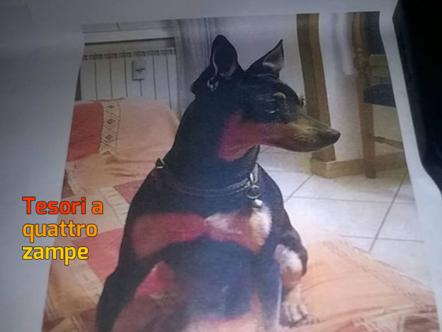 cane_pincher_montopoli_anna_linda_raffy