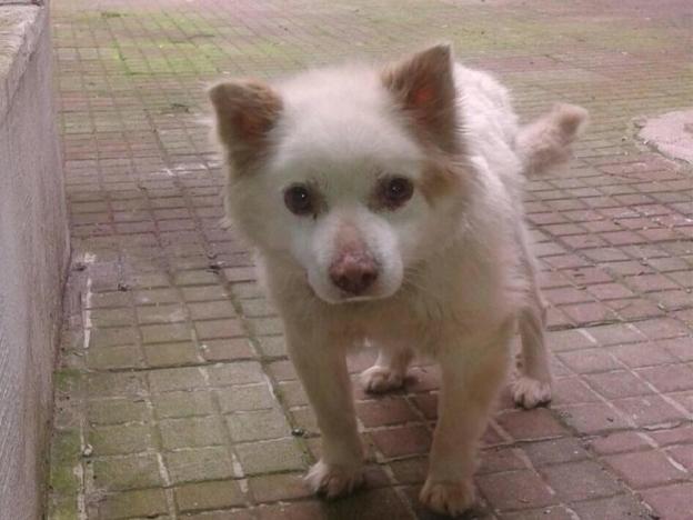 cane_pippo_eliana_cerasa_raffy