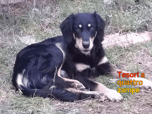 cane_plata_smarrito_antrodoco