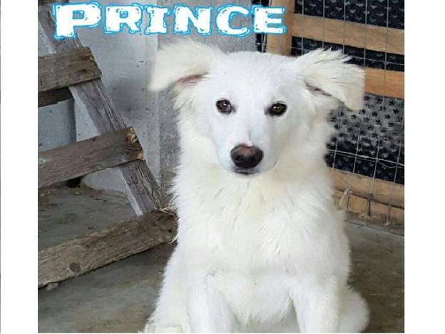 cane_prince_paulina_florczak_raffy
