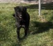 cane_rieti_coop_luna_