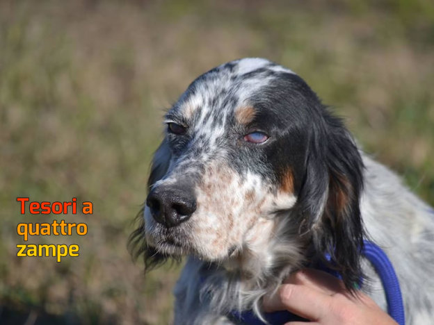 cane_robin_alessandra_bottari